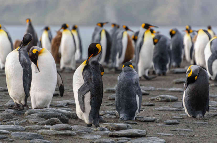Pingüino Rey - islas Georgias del Sur 058.jpg